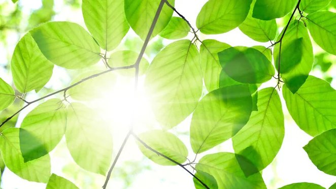 leaves